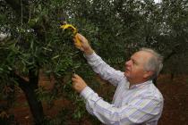 Duilio Belić harvesting olives