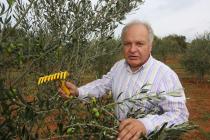Duilio Beli harvesting olives