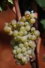  Cluster of grapes