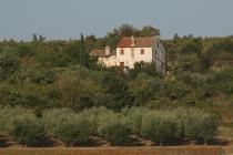  Olive grove and house