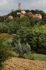  Albero di olivo vista panoramica - Piemonte d'Istria
