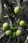  Olive tree branch