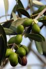  Olive tree branch
