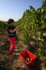 Vesna Clai u vinogradu