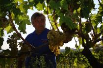 Giorgio Clai in the vineyard