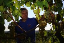 Giorgio Clai in the vineyard