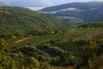Vineyards and olive groves of the Buje area