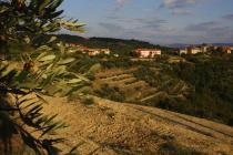 An olive tree branch, panoramic view