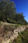  Olivenhain und Trockenmauer