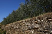  Olivenhain und Trockenmauer