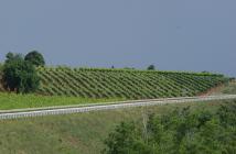  Vineyard panoramic view