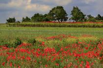  Vineyard panoramic view -poppy field
