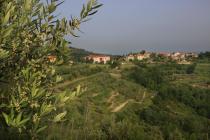 Činić olive grove