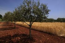  Albero di olivo e campo di grano