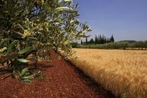  Olive tree branch and grain field