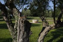  Albero di olivo - dettaglio