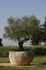 Olive tree and olive oil millstone