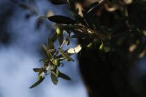  Ramo di olivo
