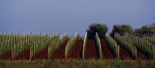  Moreno Coronica vineyard