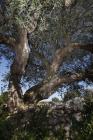  Albero di olivo - dettaglio