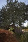  Albero di olivo