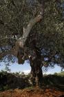  Olive tree