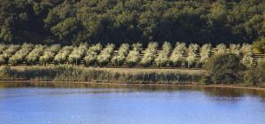  Oliveto vista panoramica - Zelena laguna Parenzo