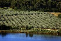  Olive grove panoramic view - Zelena laguna Poreč
