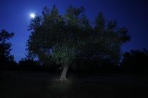  Olivenbaum nachts