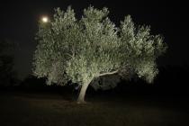  Olivenbaum nachts