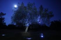  Stablo masline noću