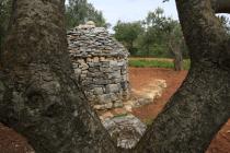  Albero di olivo e casita