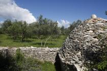  Olivenbaum und Kažun (Schutzhütte aus Stein, die in früheren Zeiten die Bauern und Hirten gebaut haben)