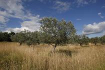  Olive tree panoramic view