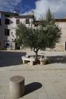  Olive tree in an urban environment