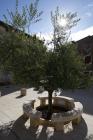  Olive tree in an urban environment