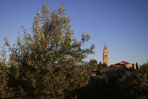  Albero di olivo vista panoramica - campanile