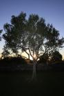  Olive tree at sunset