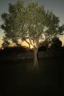  Olive tree at sunset