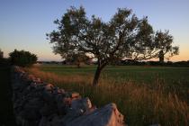  Olive tree and dry stone wall at sunset