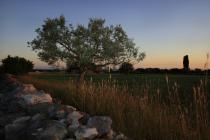  Olive tree panoramic view at sunset