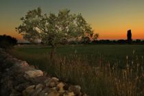  Olive tree panoramic view at sunset