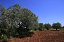  Olive tree panoramic view