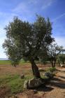  Olivenbaum