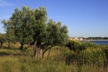  Olive grove panoramic view