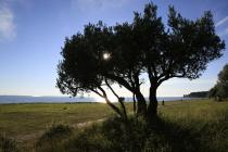  Albero di olivo vista panoramica
