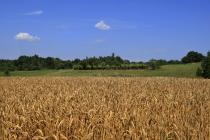  Vineyard panoramic view -grain field