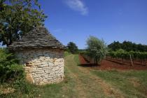  Vineyard - kažun (traditional Istrian stone built shelter for farmers)