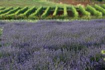  Vineyard panoramic view -lavender