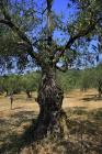  Olive tree